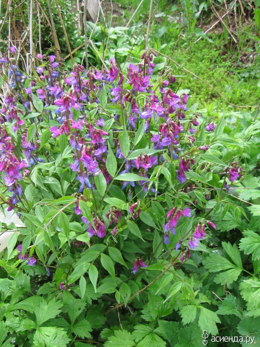 Сочевичник весенний как выращивать