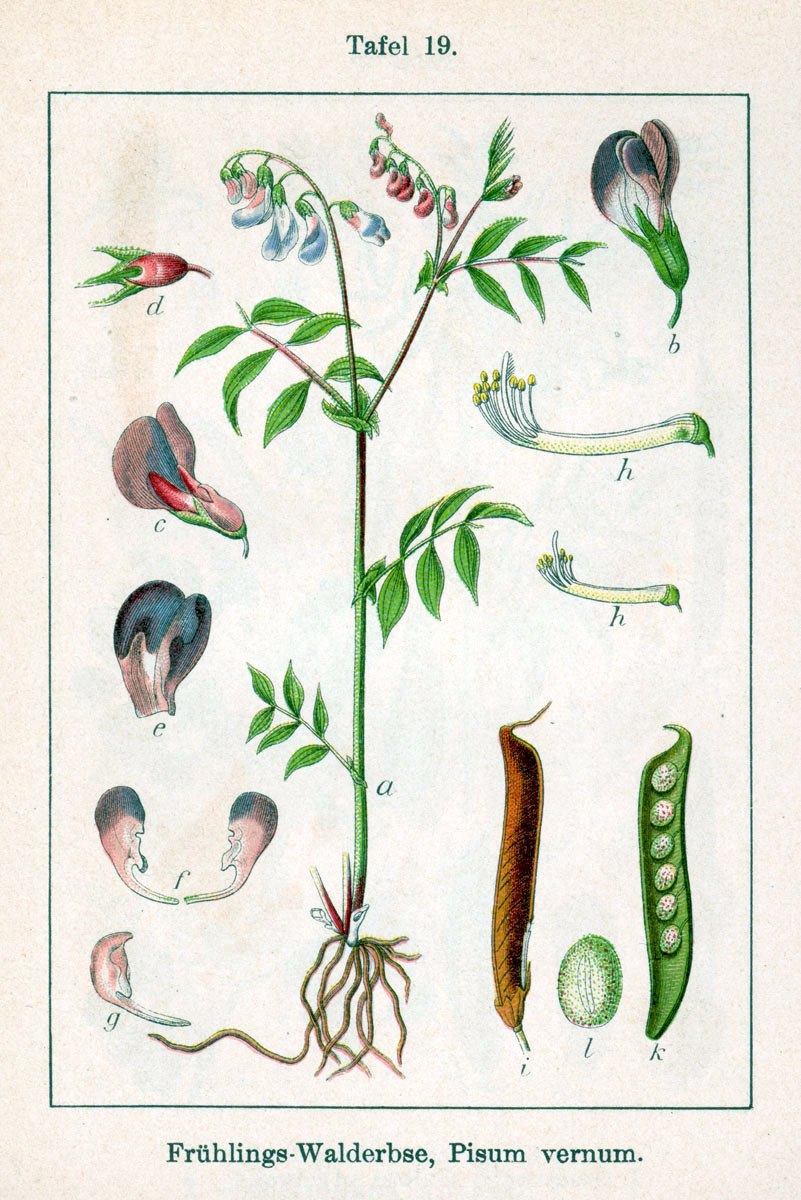 Чина Лесная плод