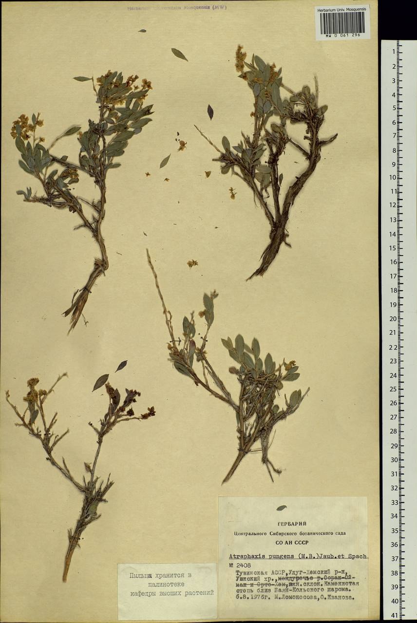 Ribes niveum куст
