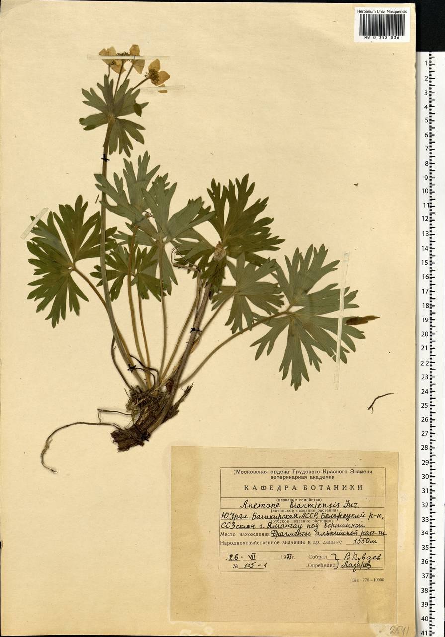 Ветреник коротконожковый