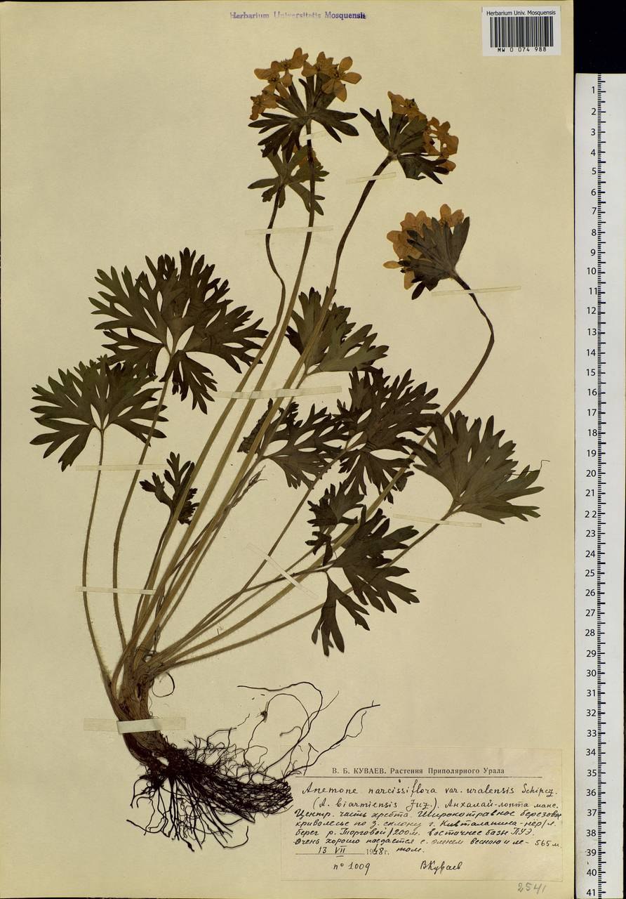 Анемонаструм Пермский рисунок