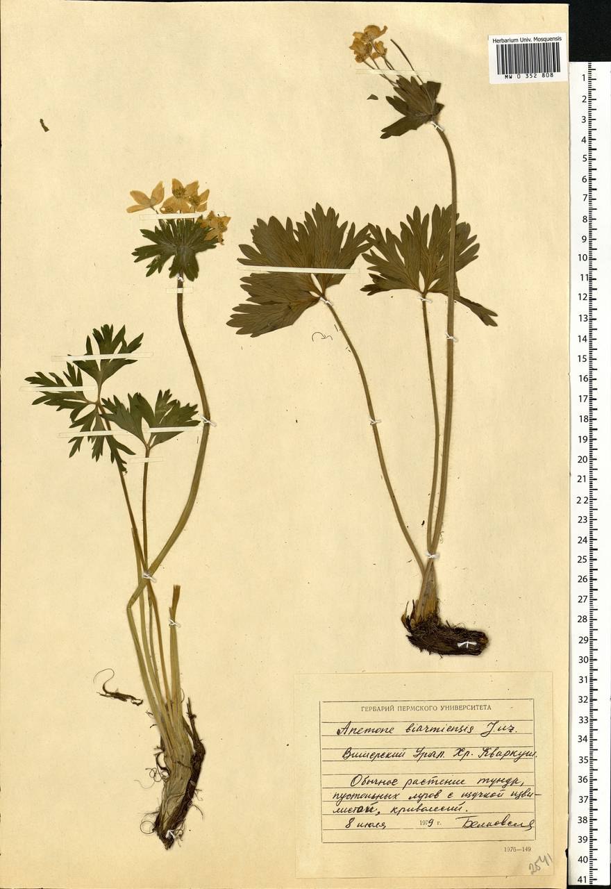 Ветреник пучковатый