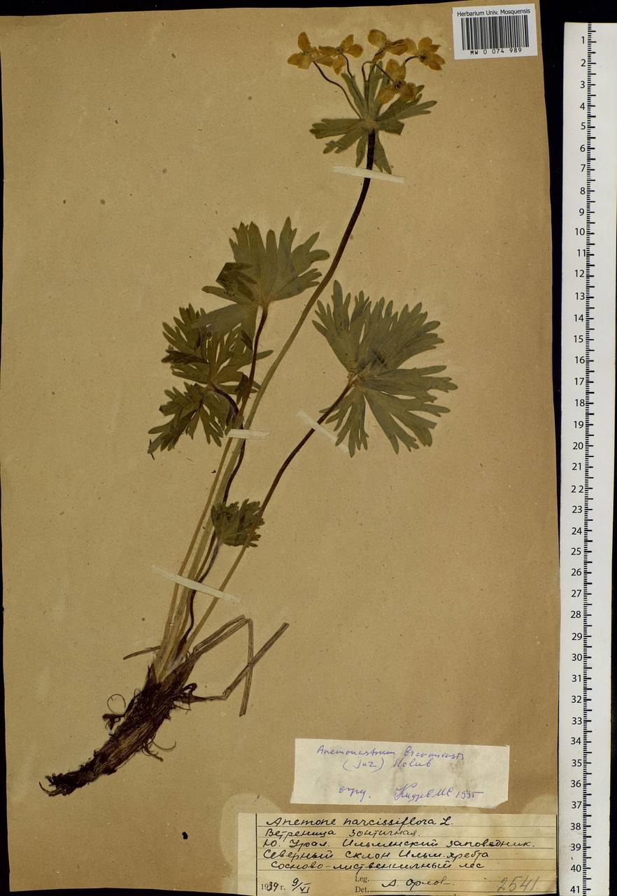 Цветок Кандык Сибирский