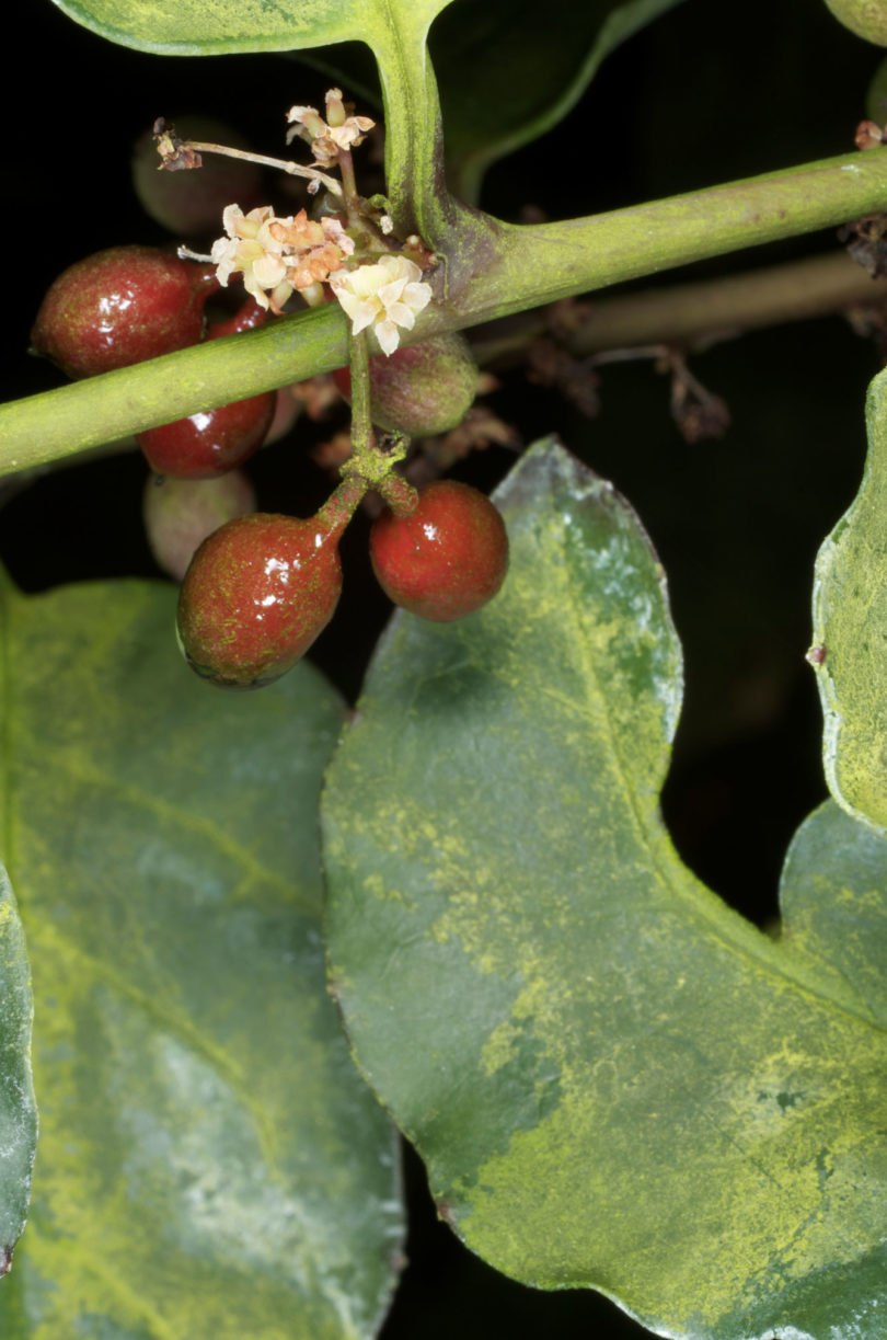 Селагинелла чешуелистная