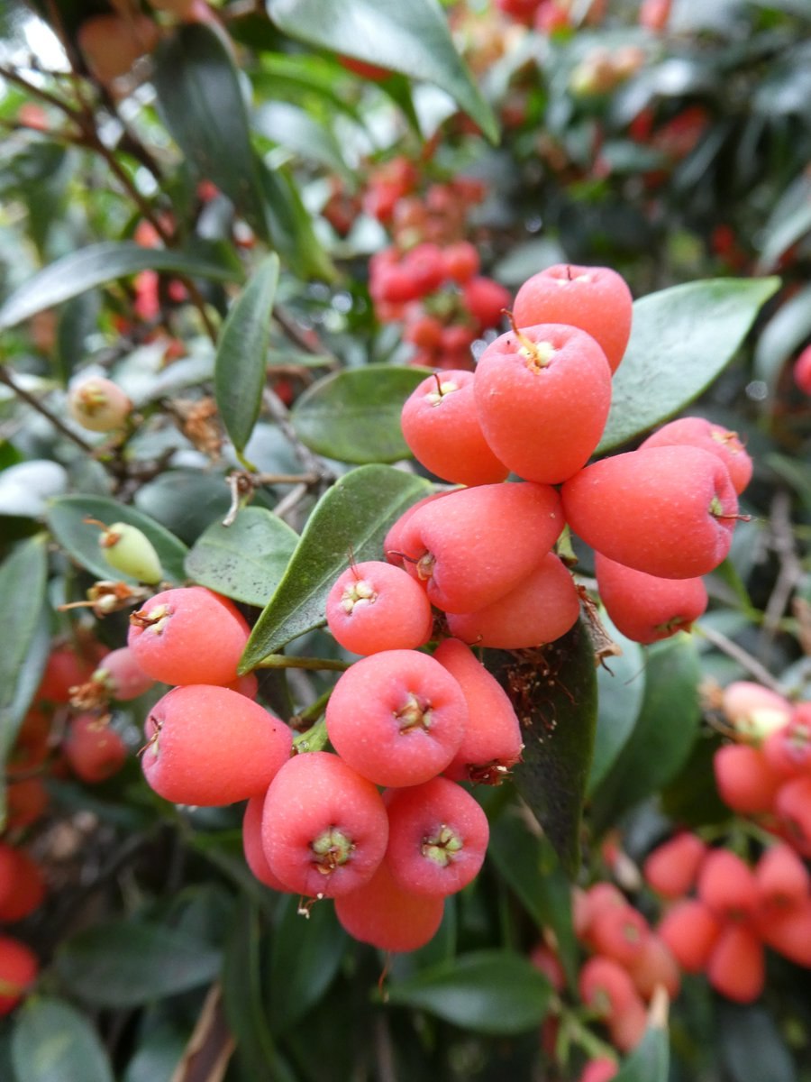 Сизигиум ямбоза