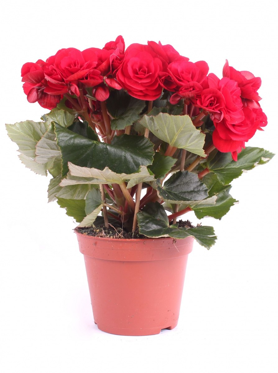 Бегония Элатиор Mix