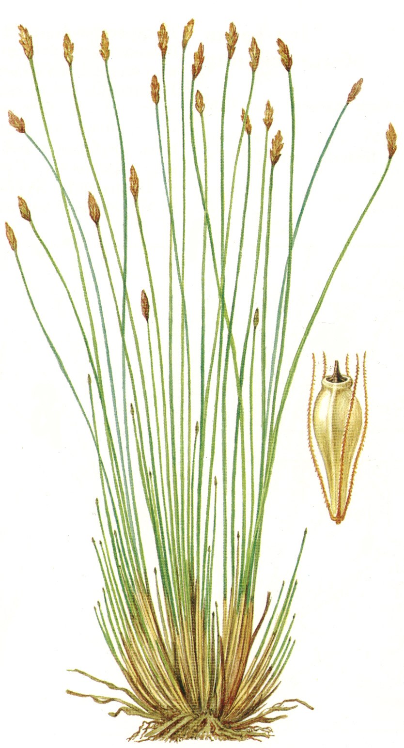 Болотница Болотная Eleocharis palustris