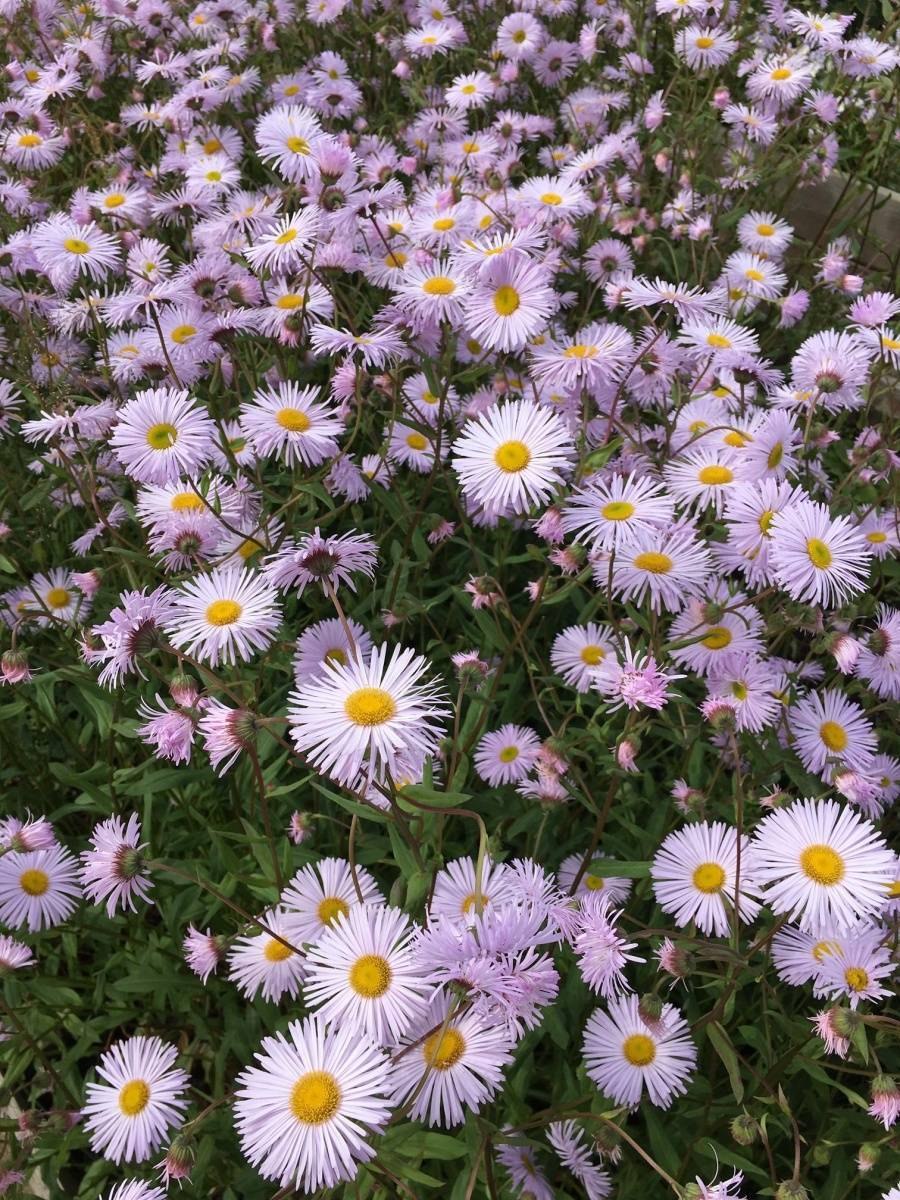 Мелколепестник щетинистый