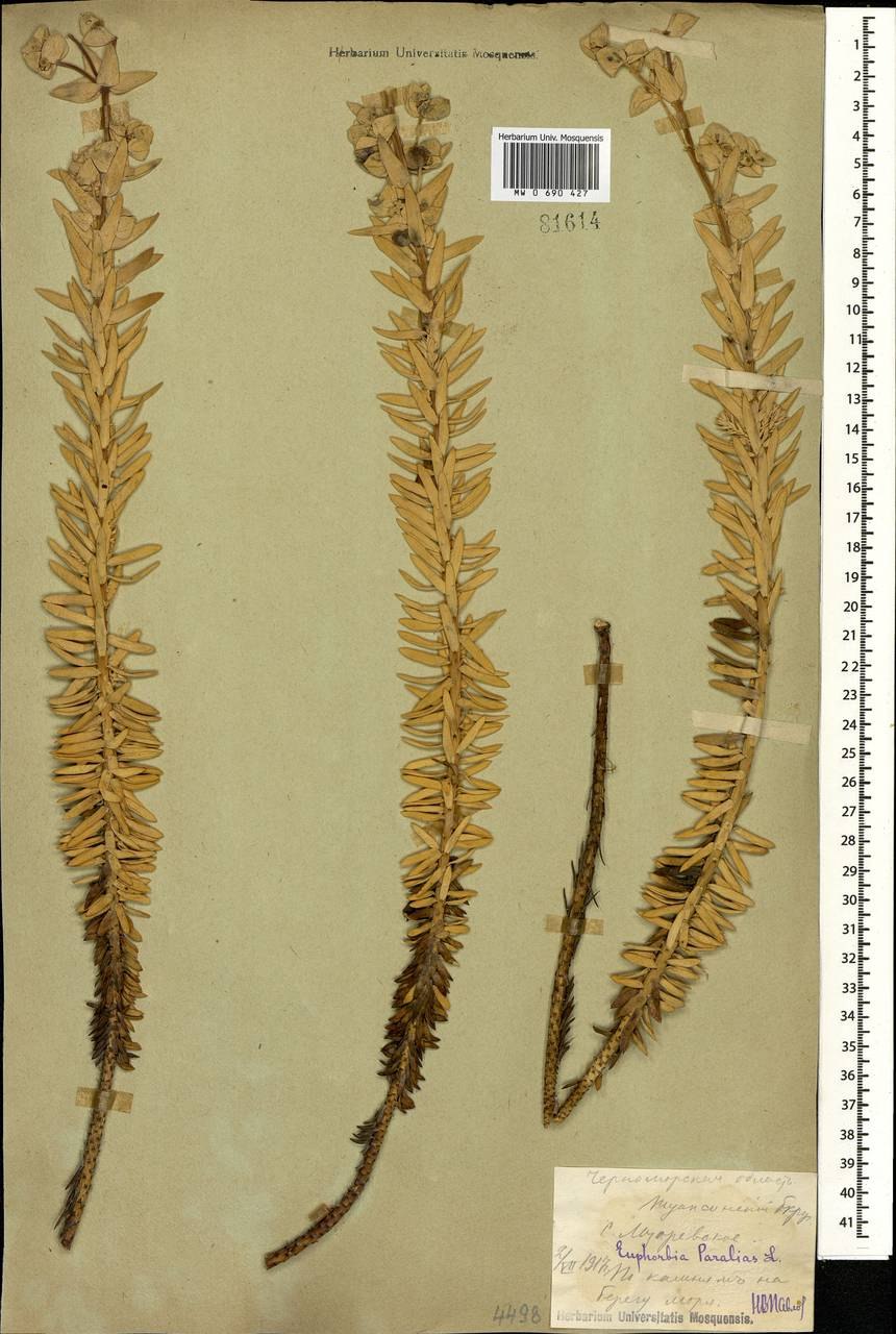 Молочай прибрежный