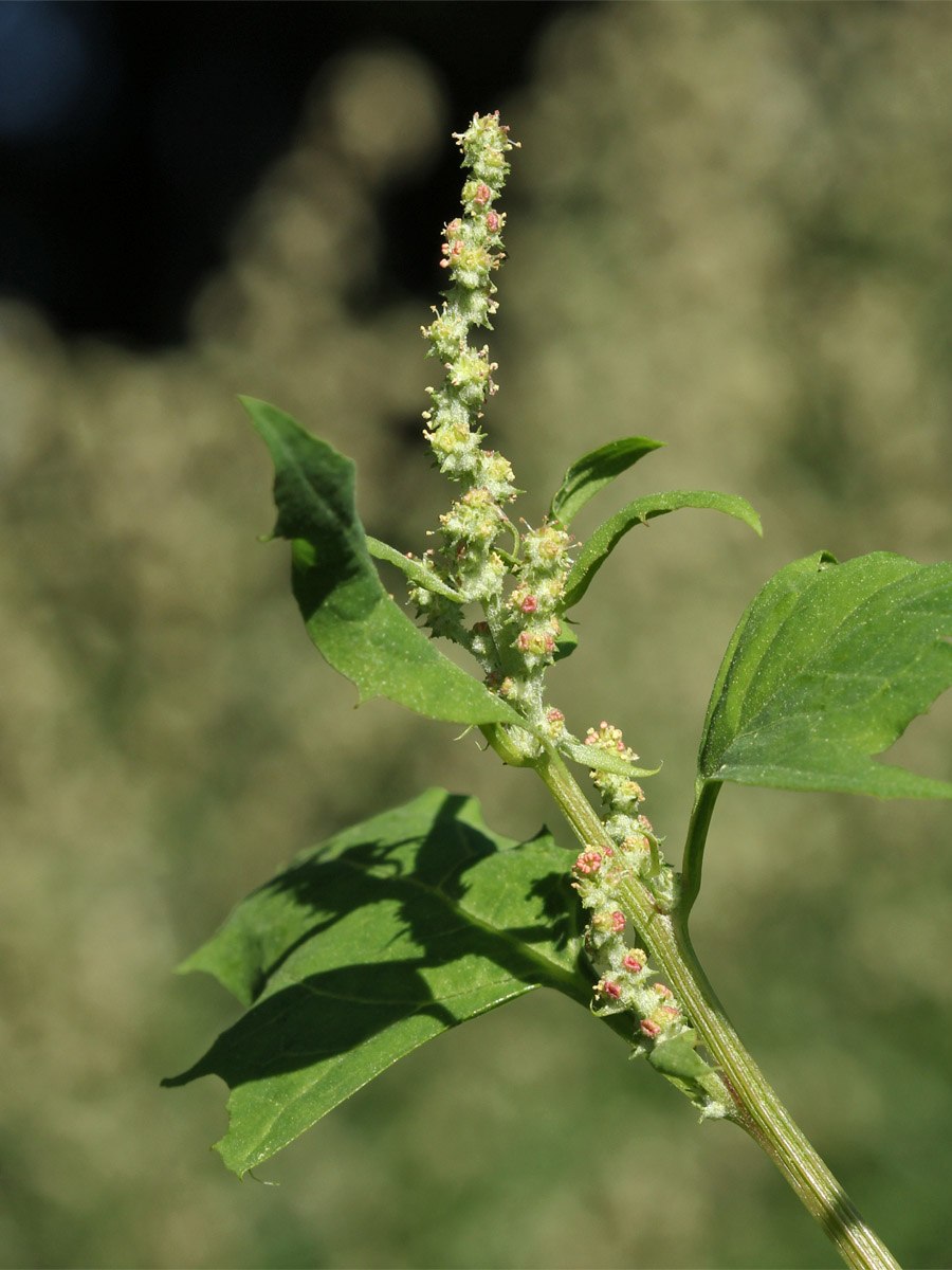 Atriplex sagittata цветы