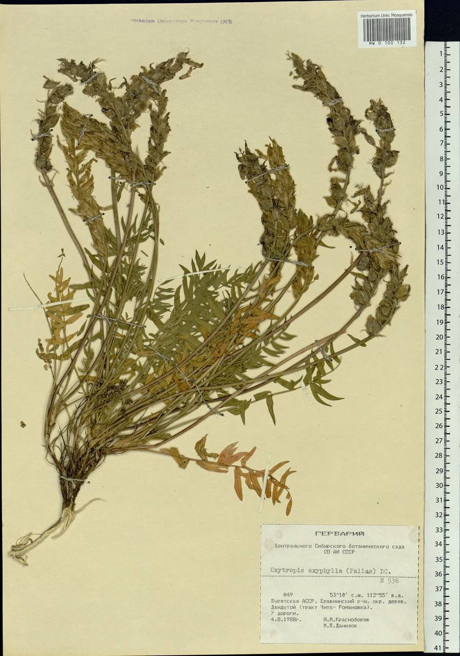 Остролодочник томпудский