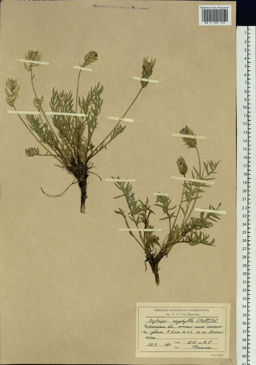 Остролодочник Палласа