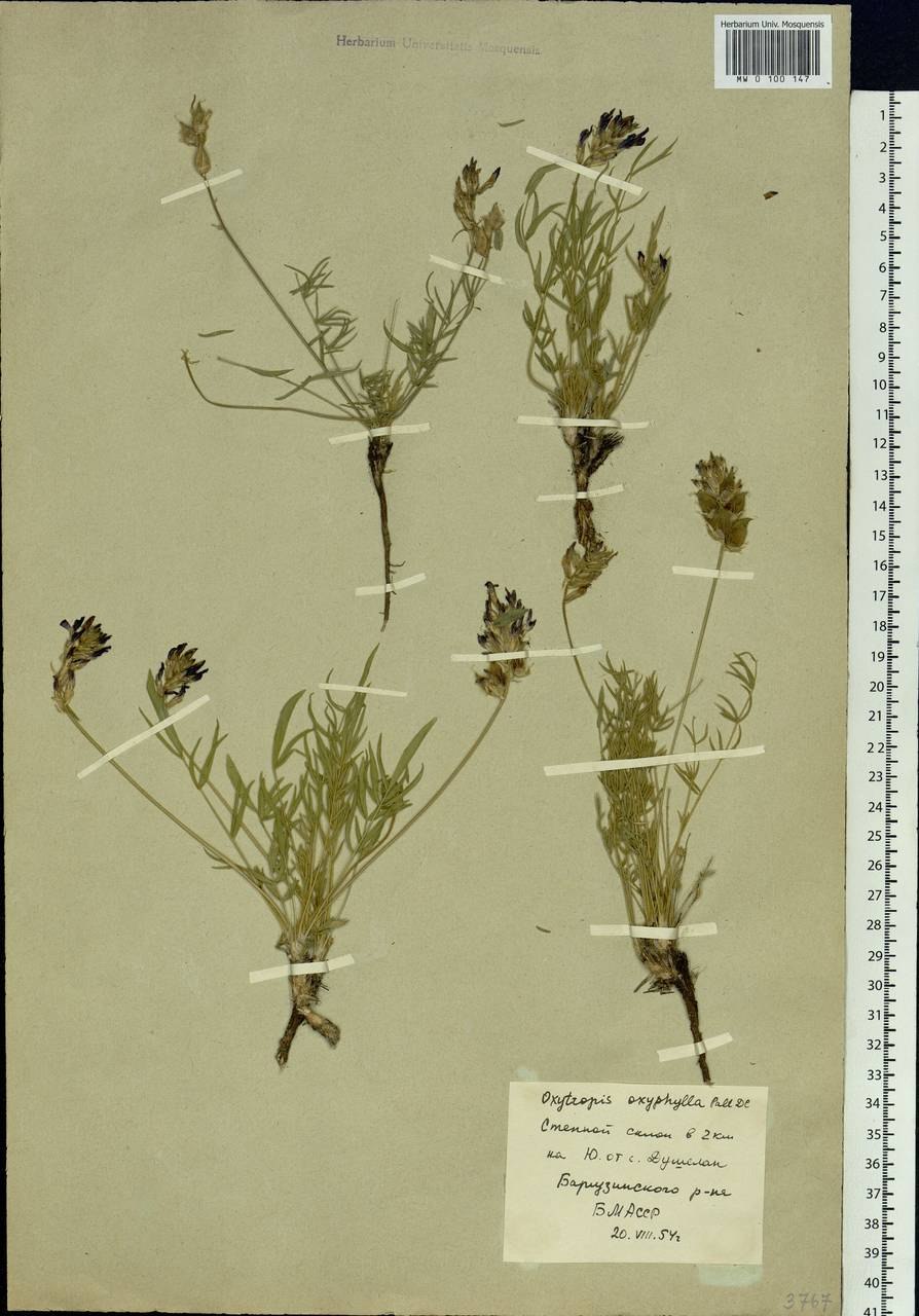 Остролодочник Палласа