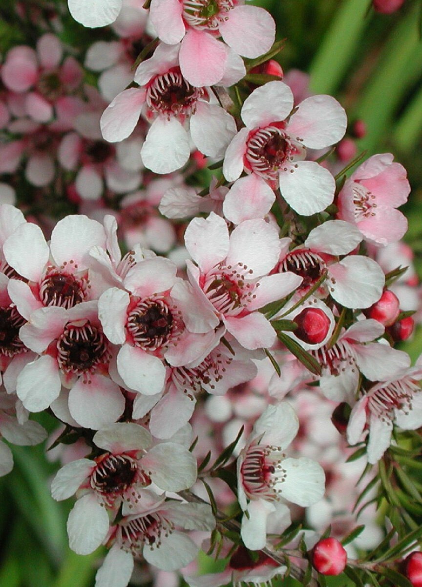 Leptospermum (Myrtaceae) Rubinette
