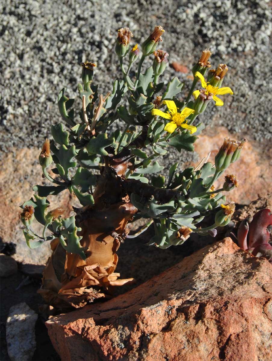 Отонна Капская