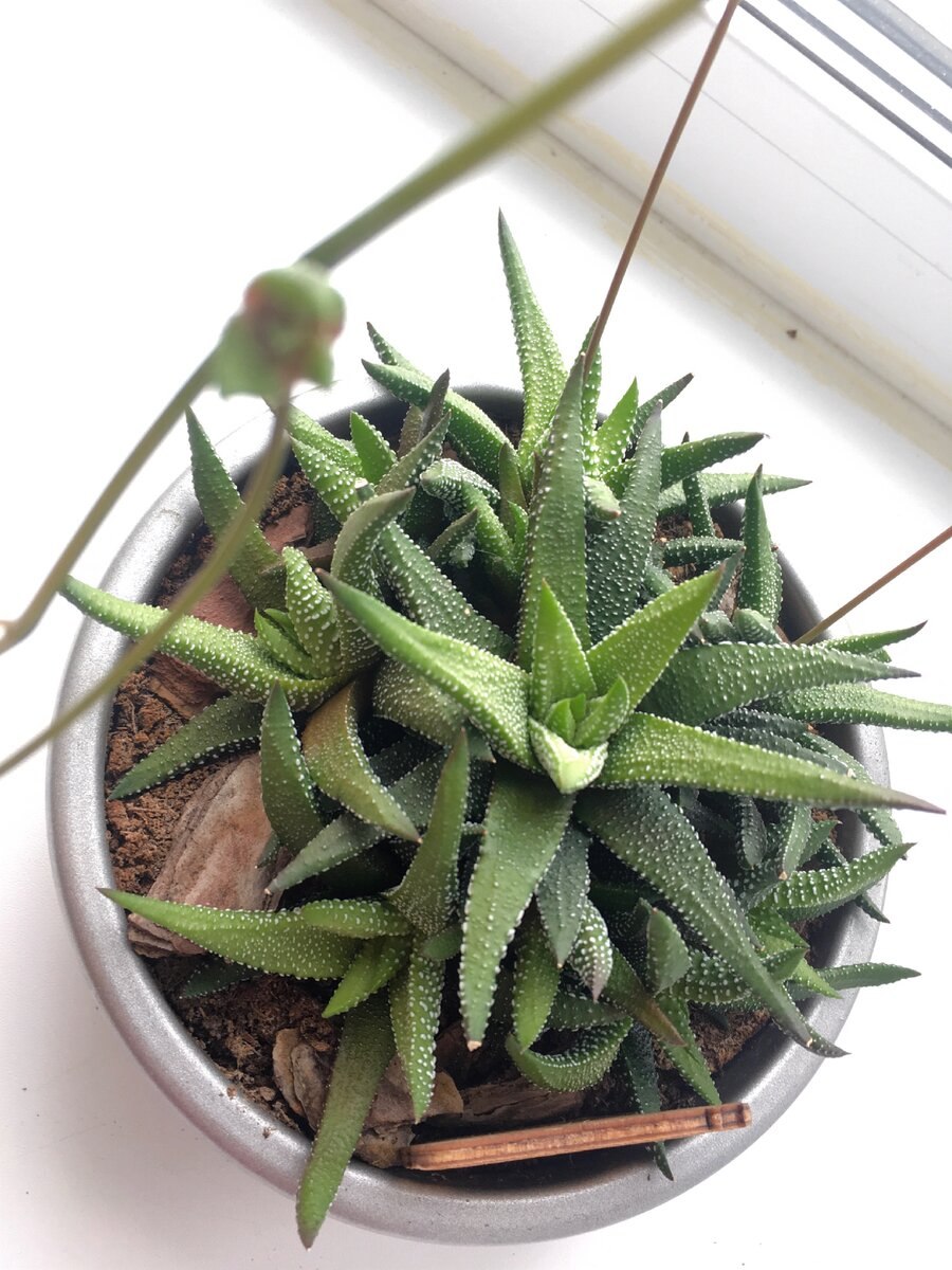 Отонна дородная