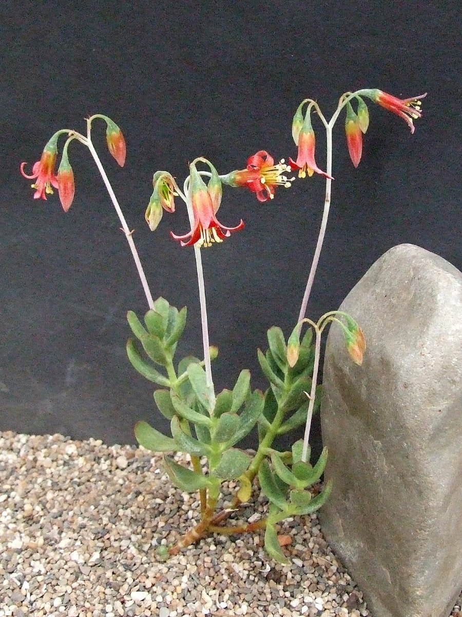 Крестовник клейния