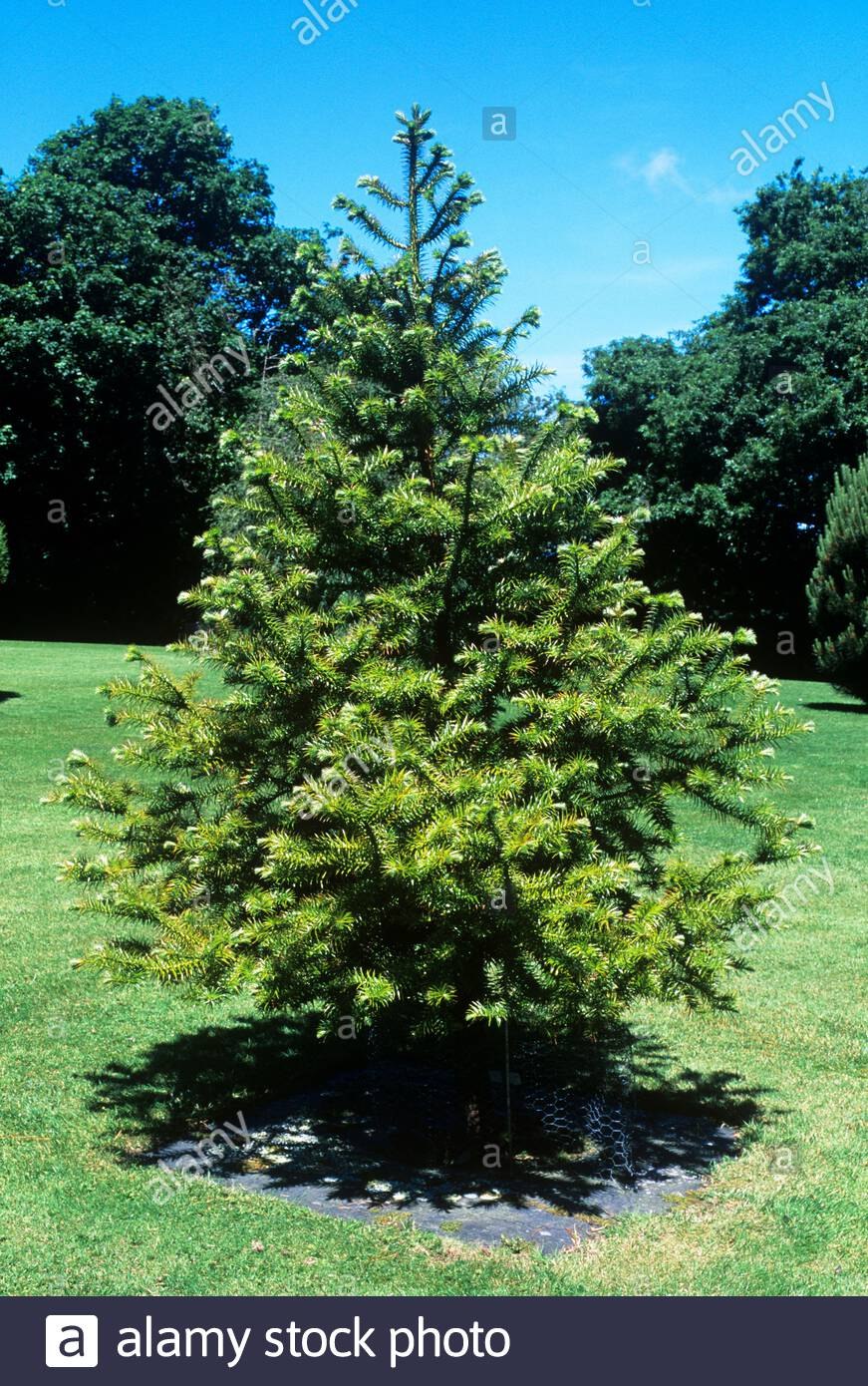 Куннингамия в горшке