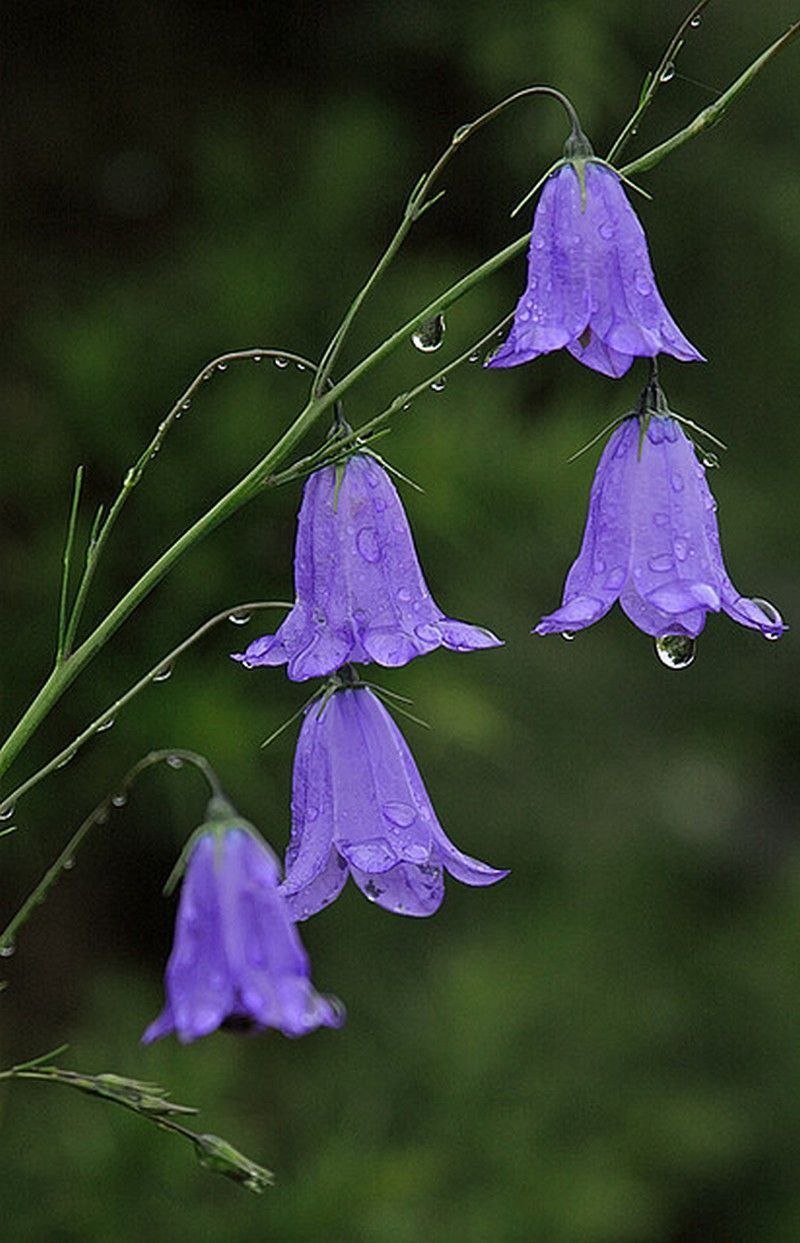Колокольчик Campanula