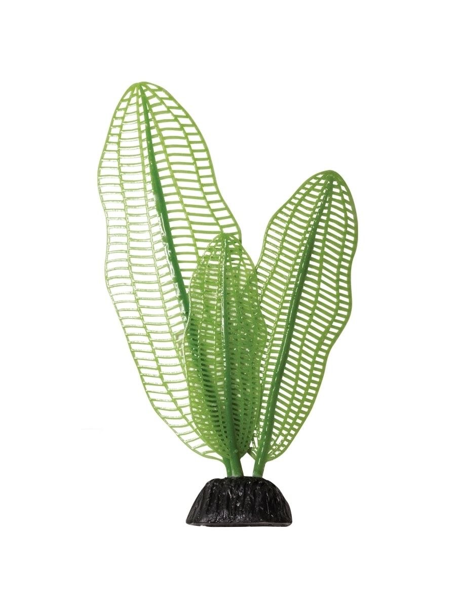 Эхинодорус Апоногетон