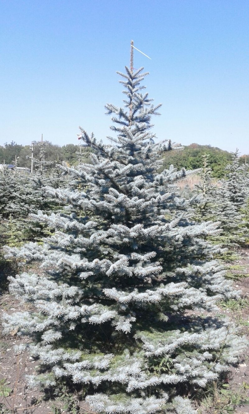 Ель Глена (Picea glehnii)