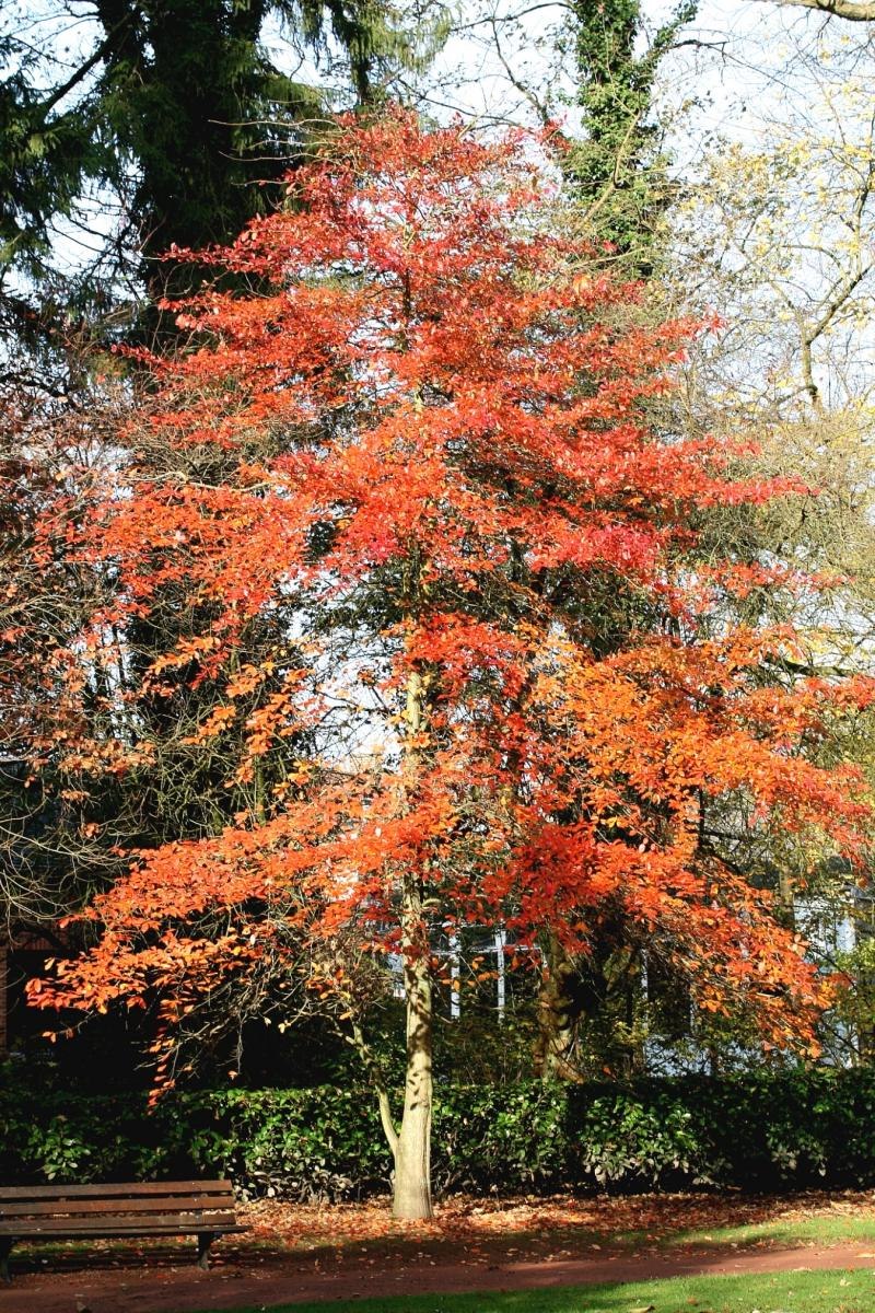 Нисса Лесная