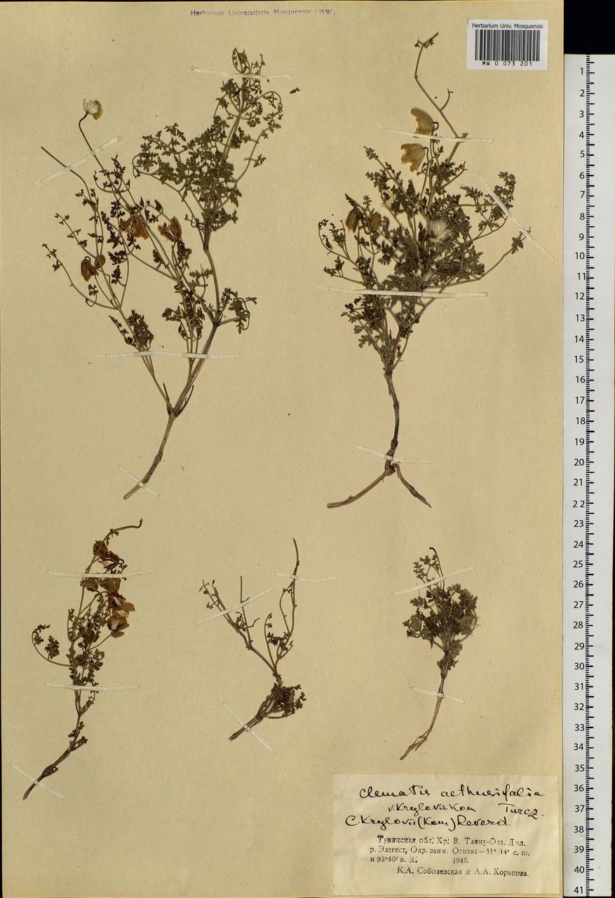 Ломонос трехцветковый