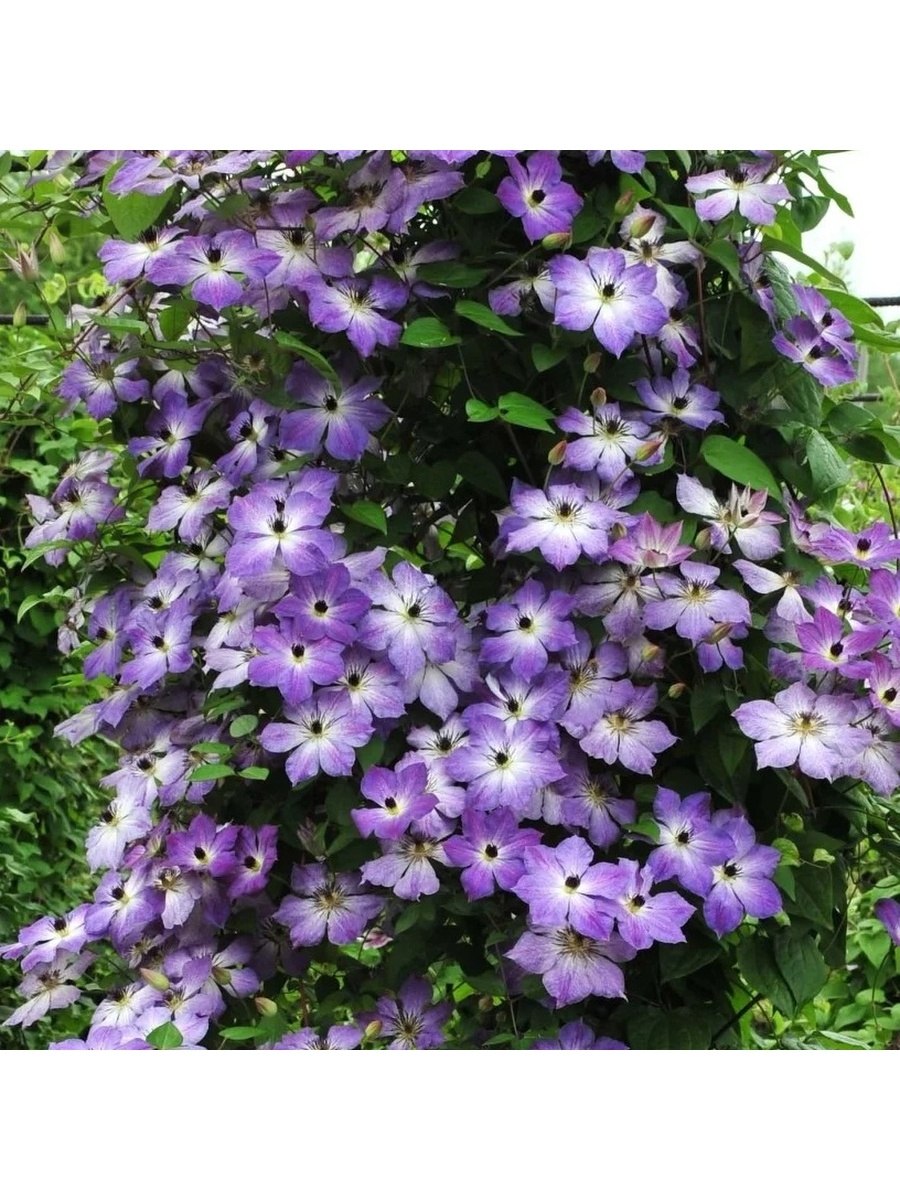 Ломонос виргинский