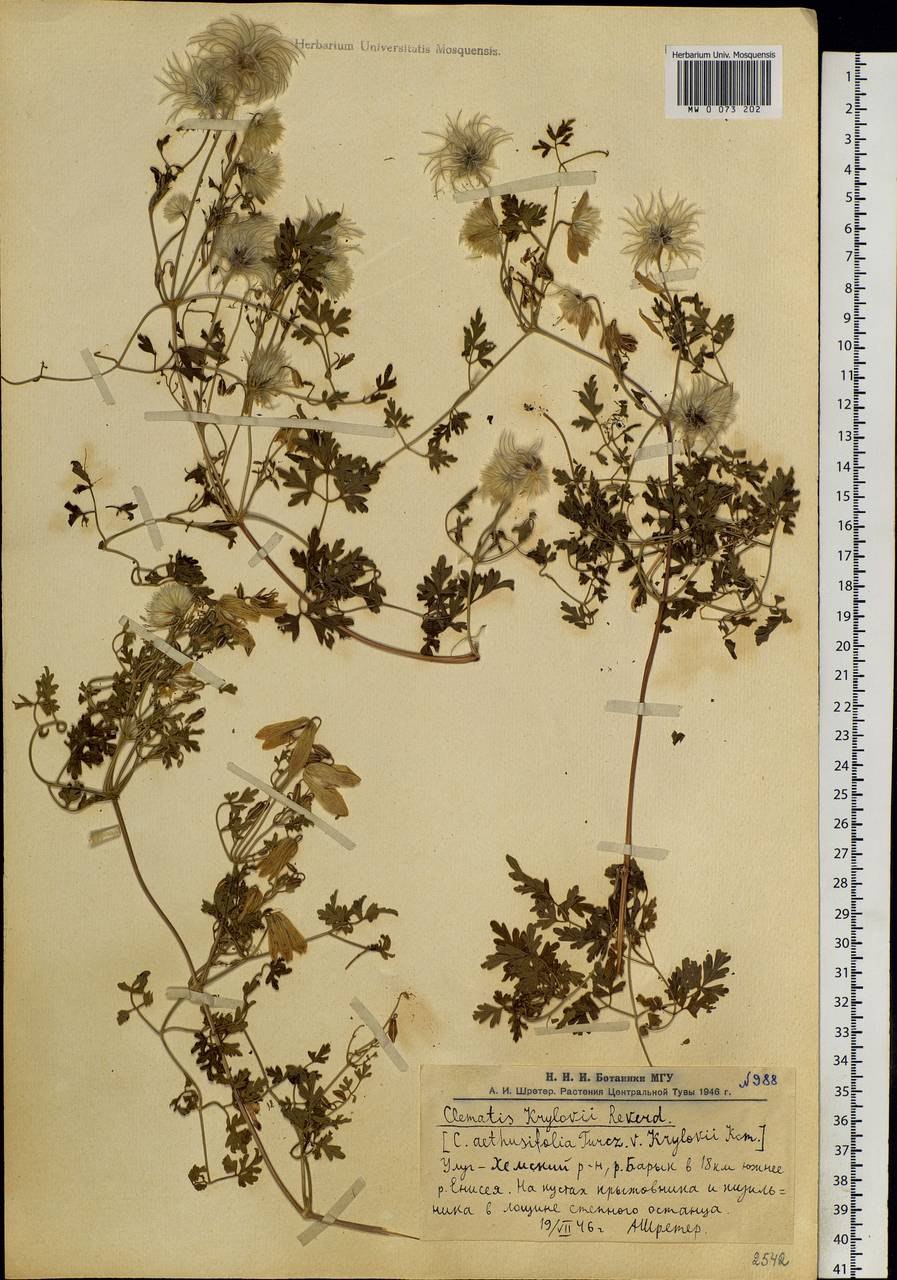 Дикорастущие клематис с мелкими белыми цветами гербарий