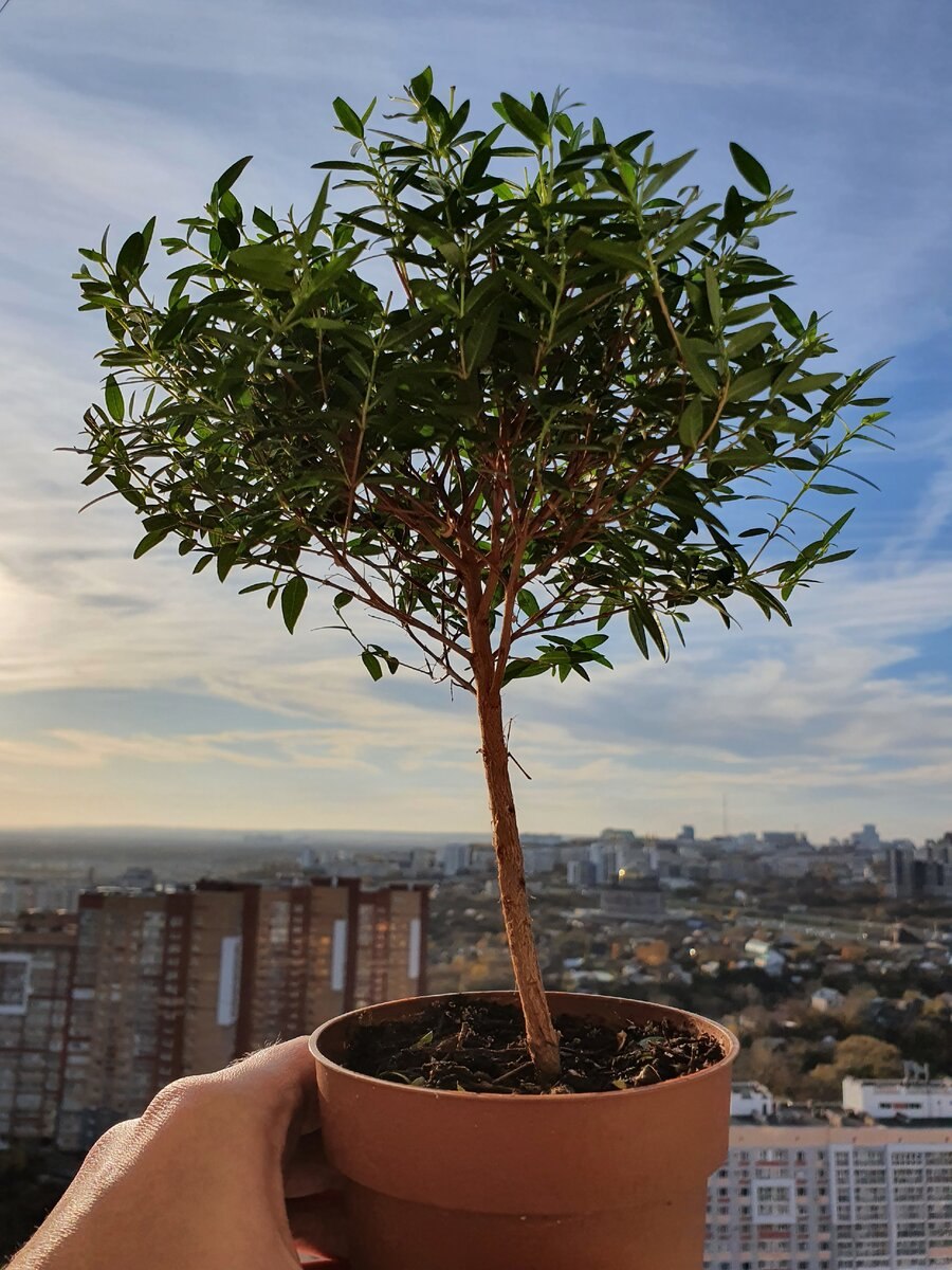 Мирт Боэтика цветет