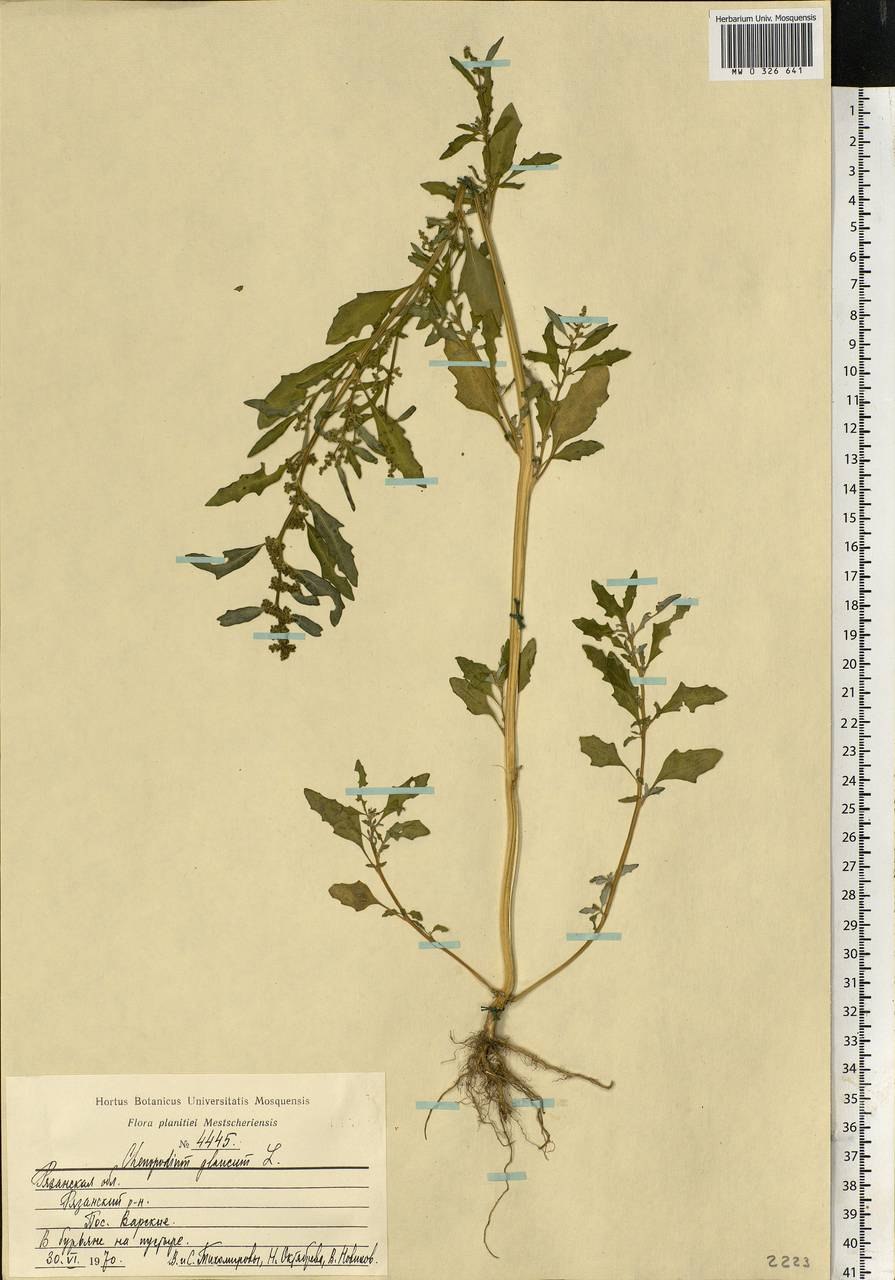 Марь красная – Chenopodium rubrum