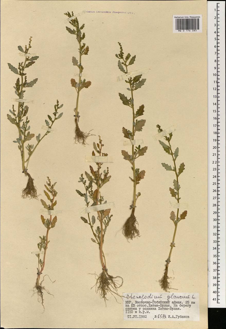 Oxybasis chenopodioides