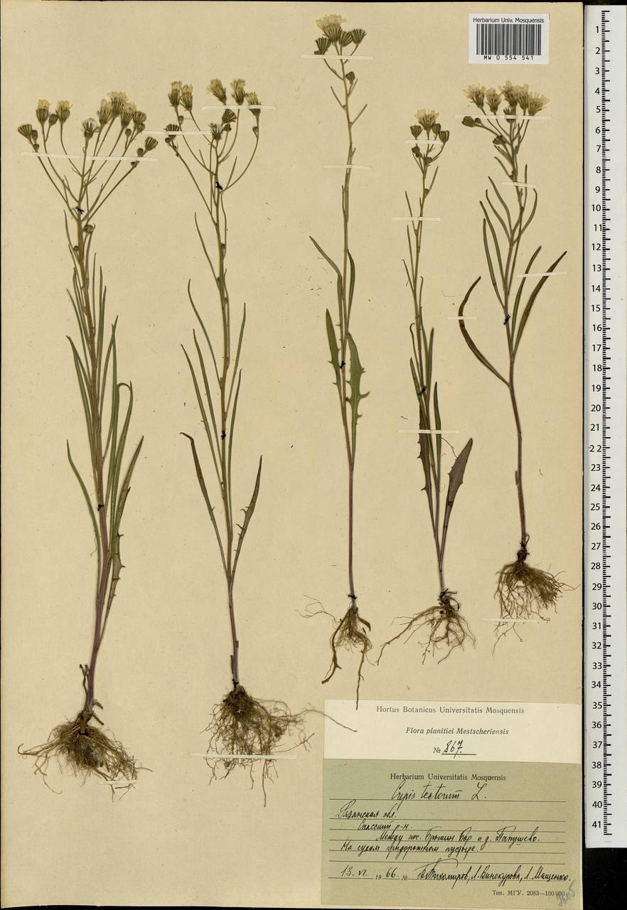 Скерда Буреинская