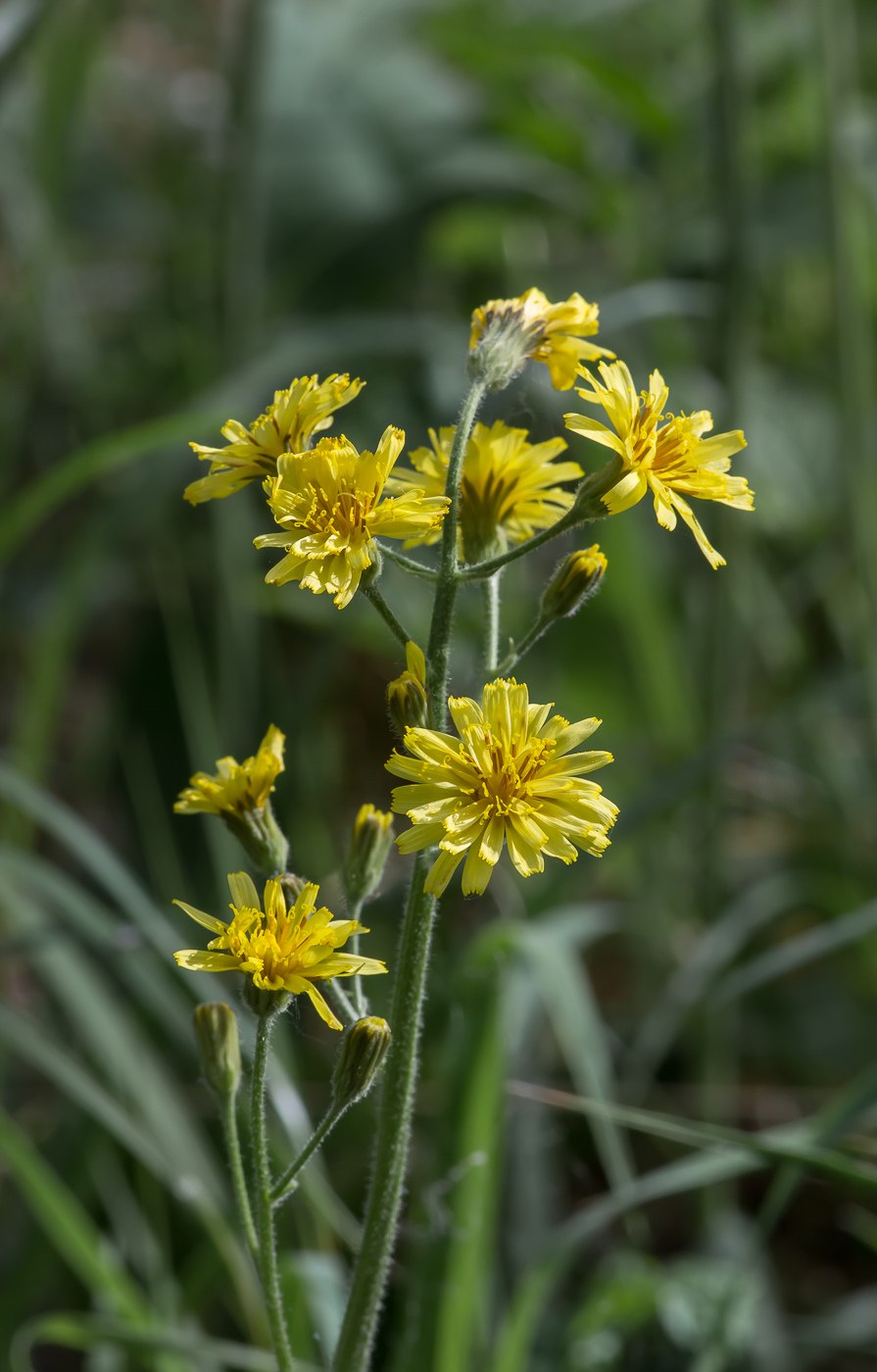 Скерда кровельная (Crepis tectorum)