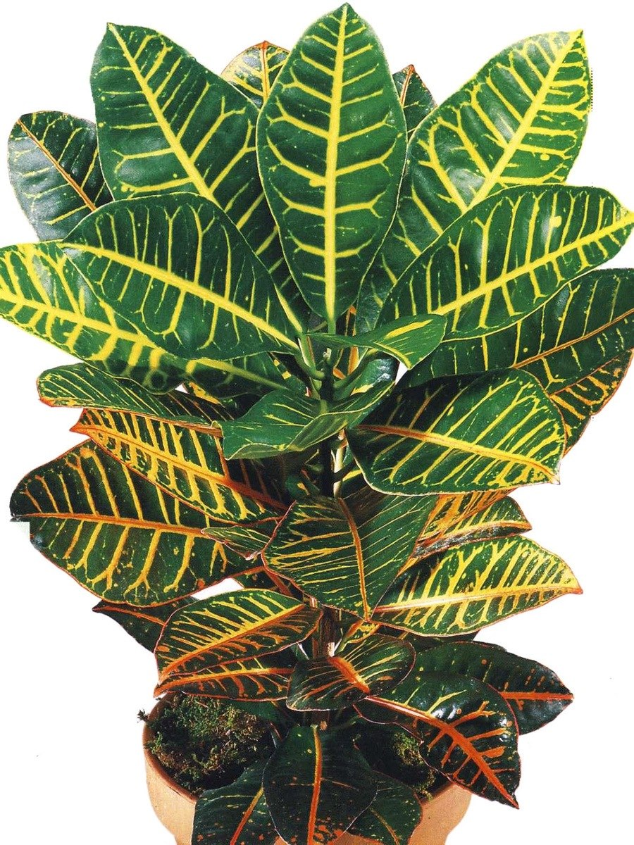 Кодиеум Кротон пестрый