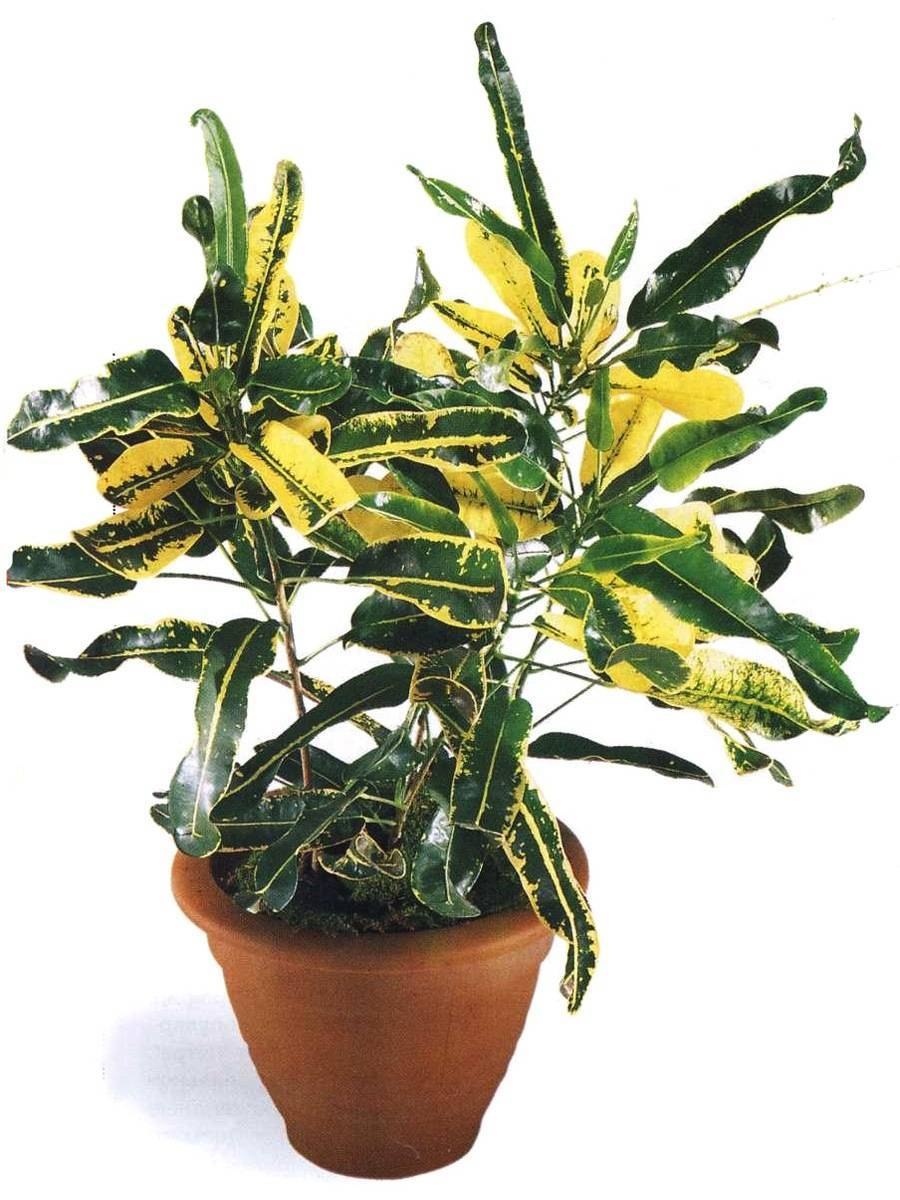 Кротон Кодиеум Петра