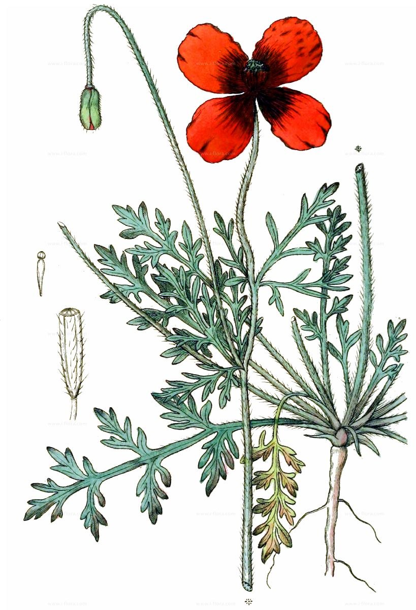 Мак аргемона