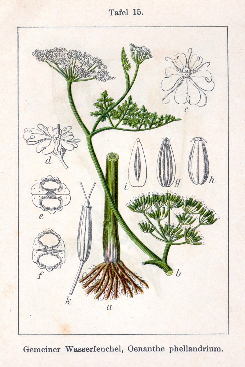 Минари Омежник