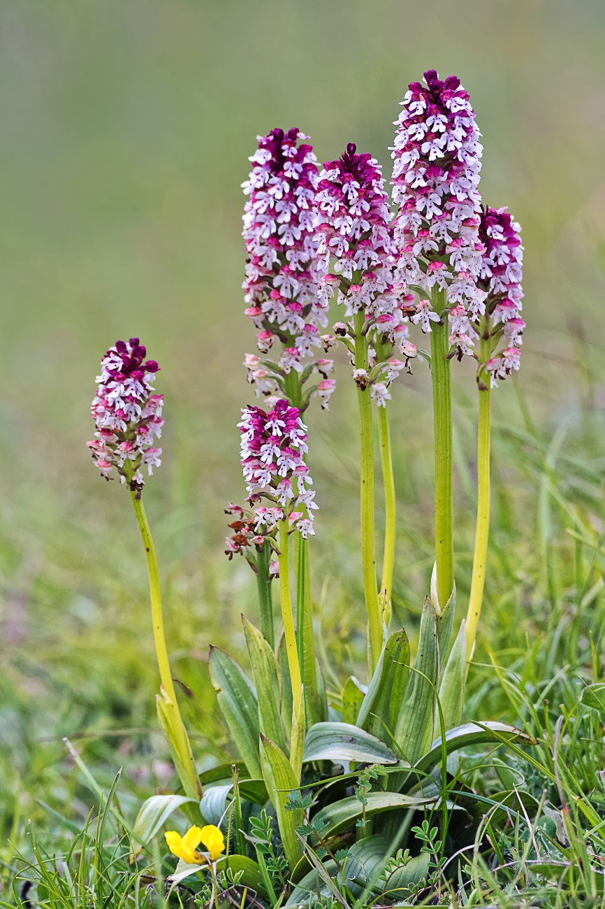 Orchis ustulata