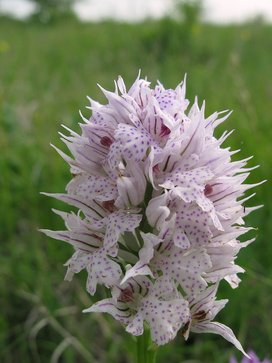 Ятрышник на белом фоне