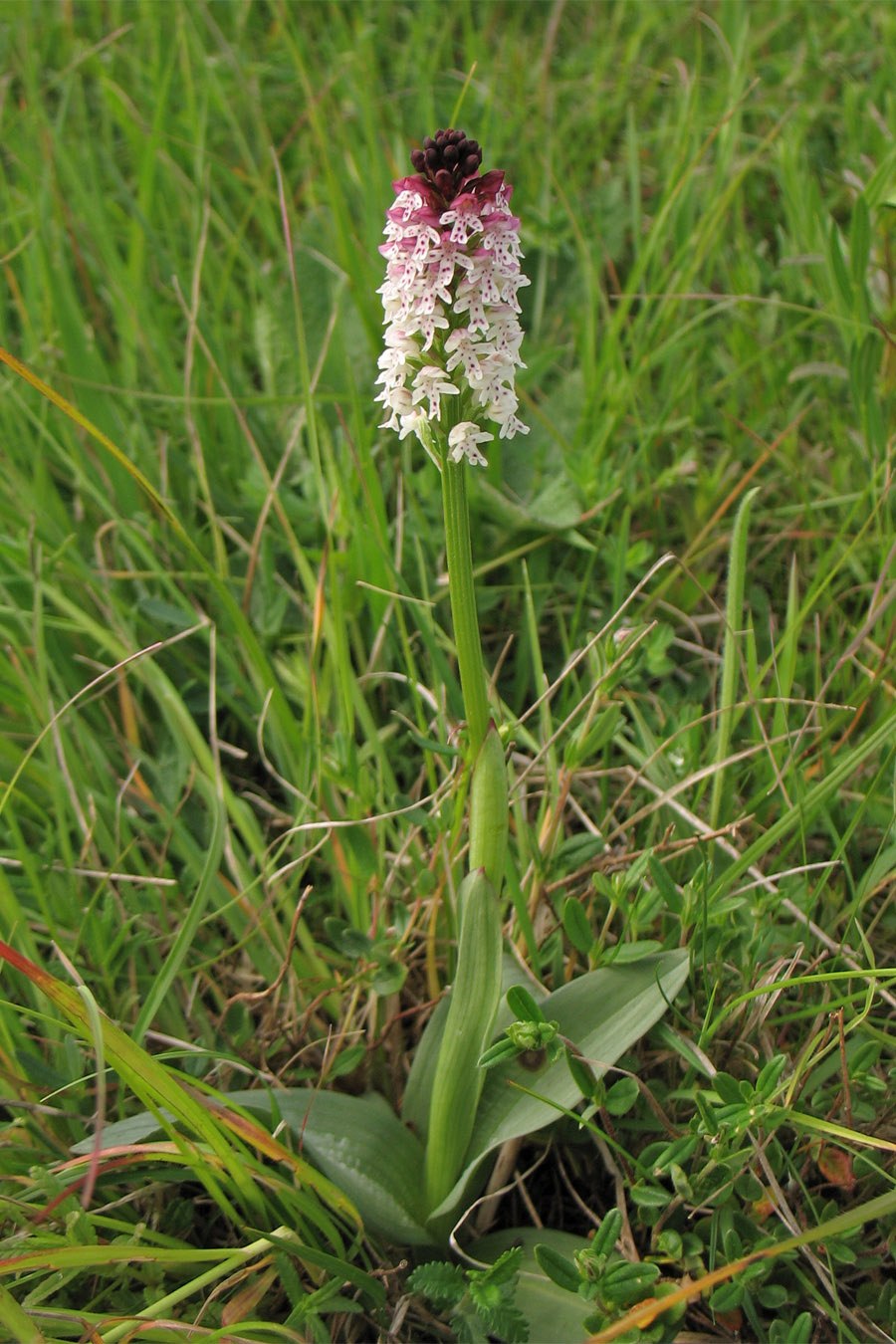 Ятрышник кавказский
