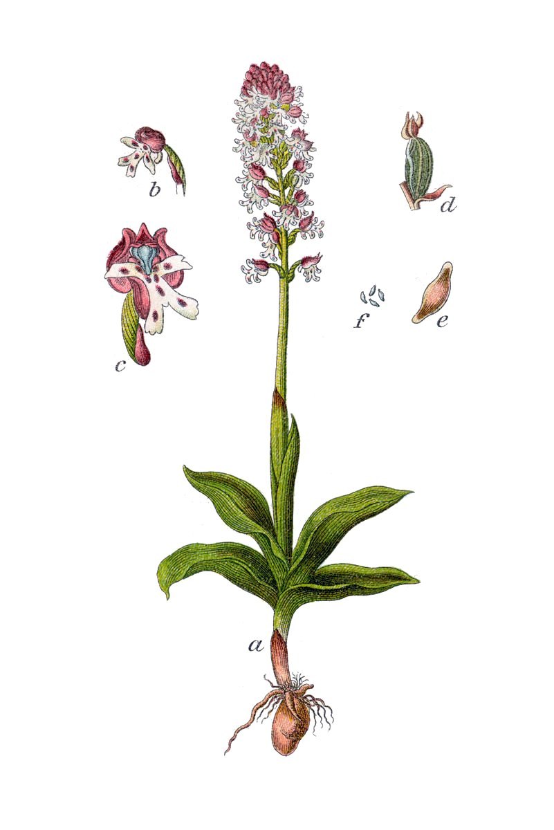 Неотинея обожжённая