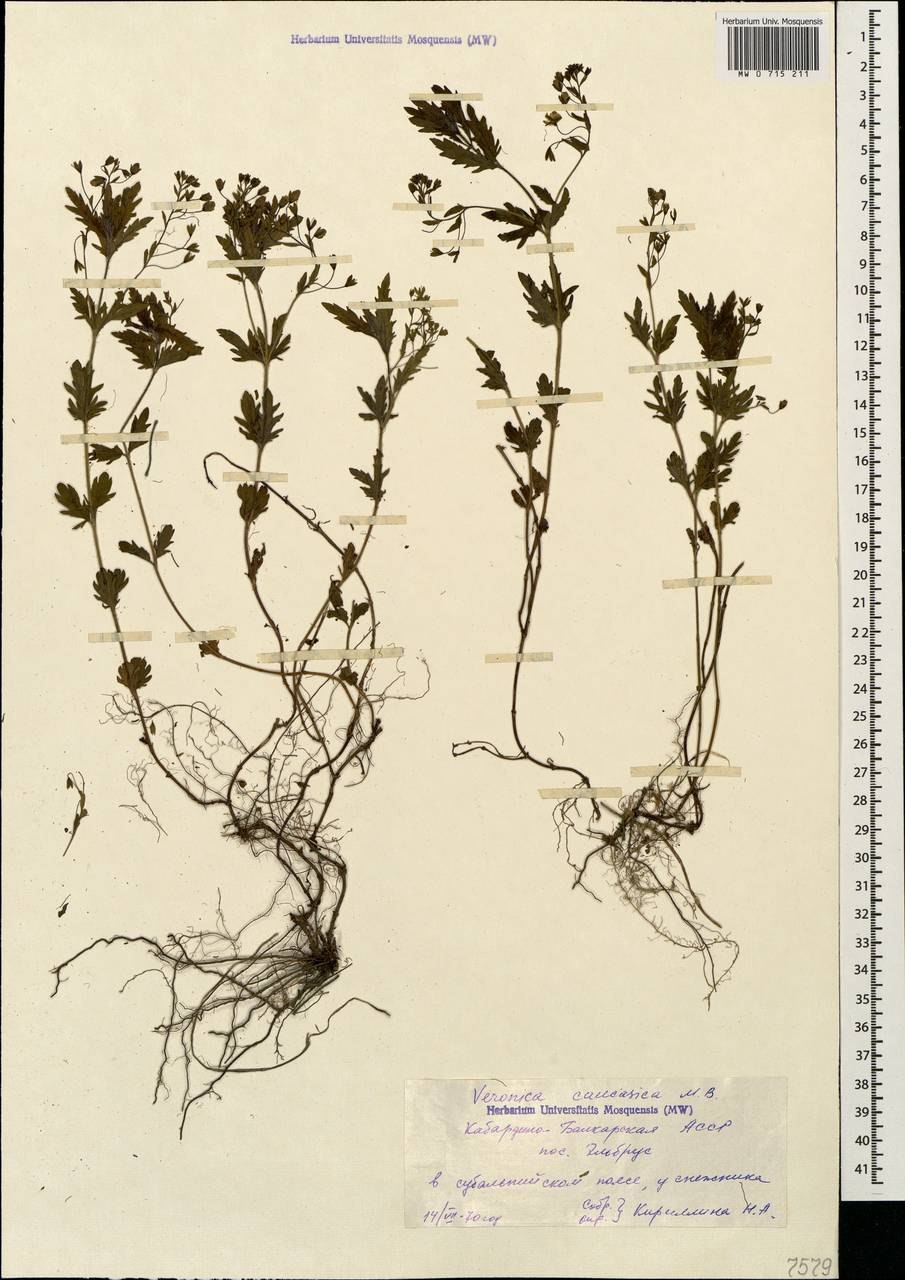 Вероника Альпийская