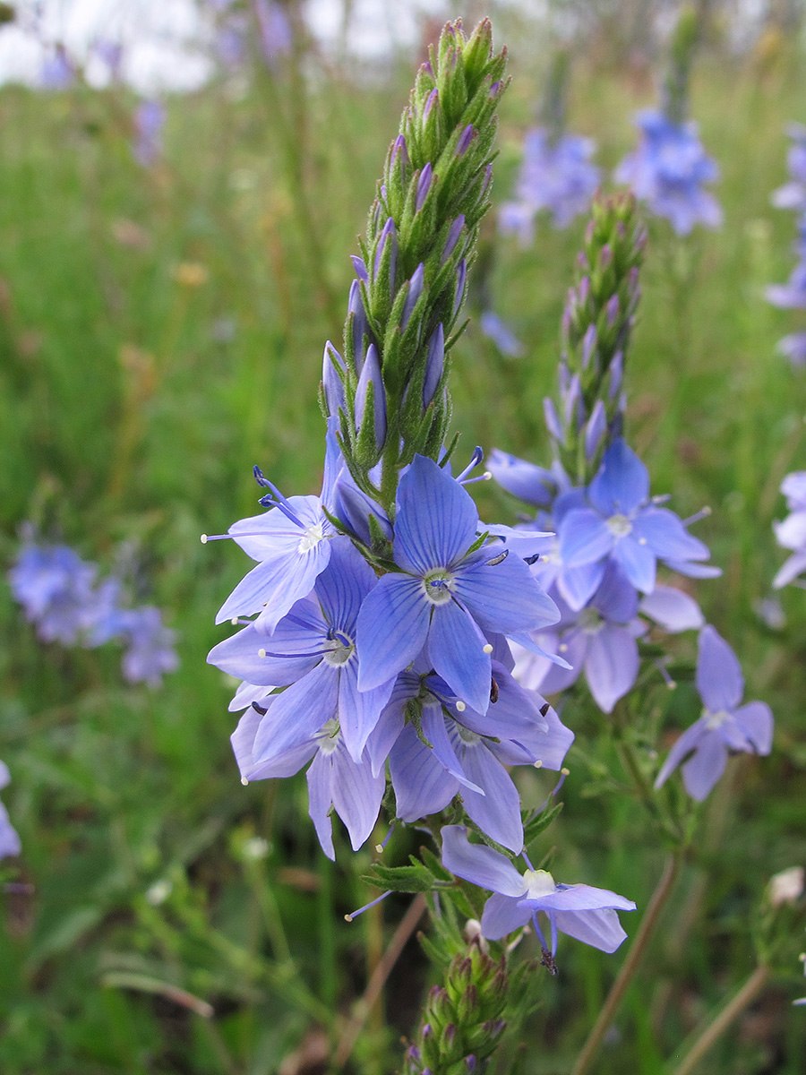 Многолетник Вероника колосковая