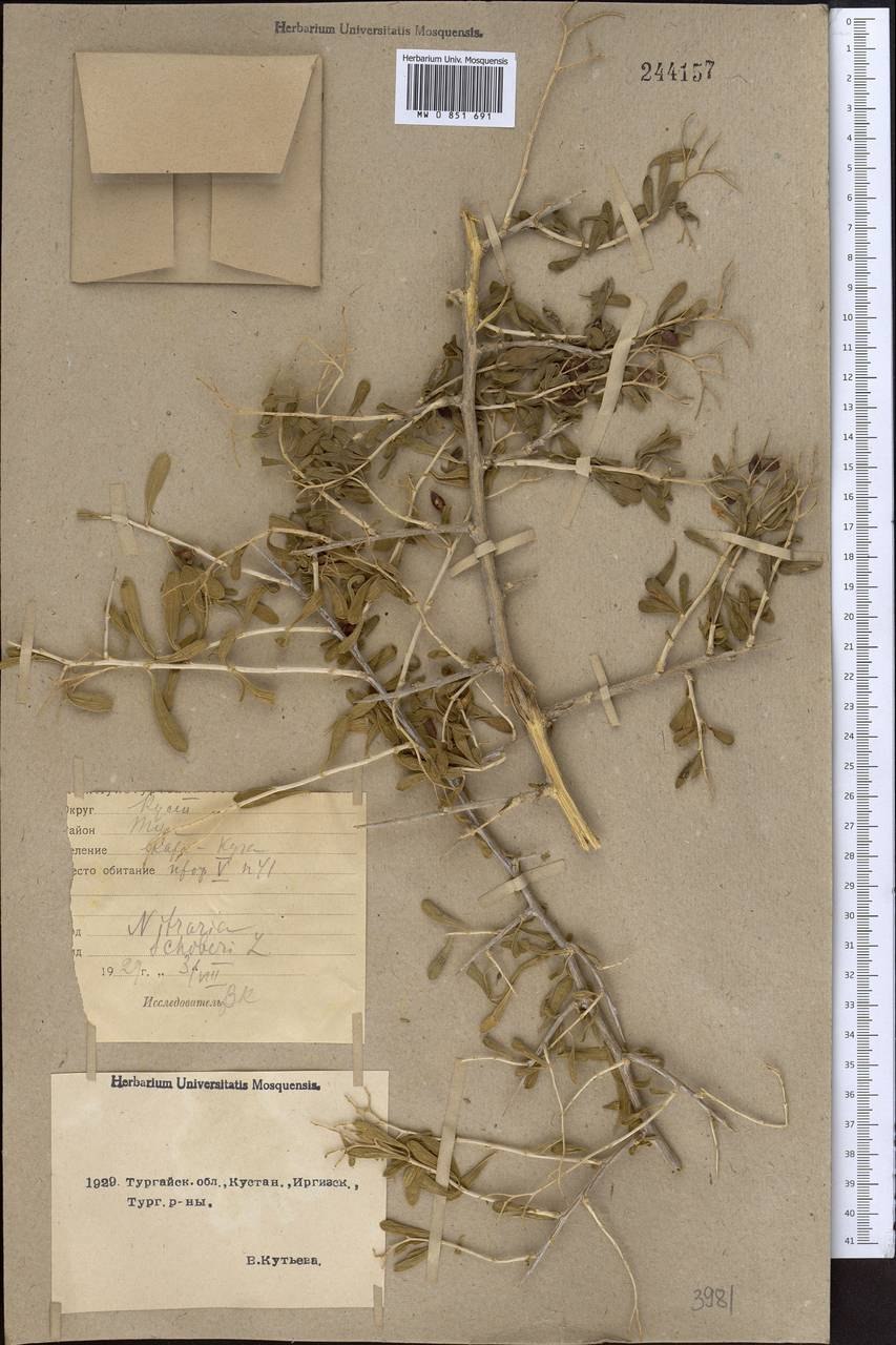 Salsola Soda растение