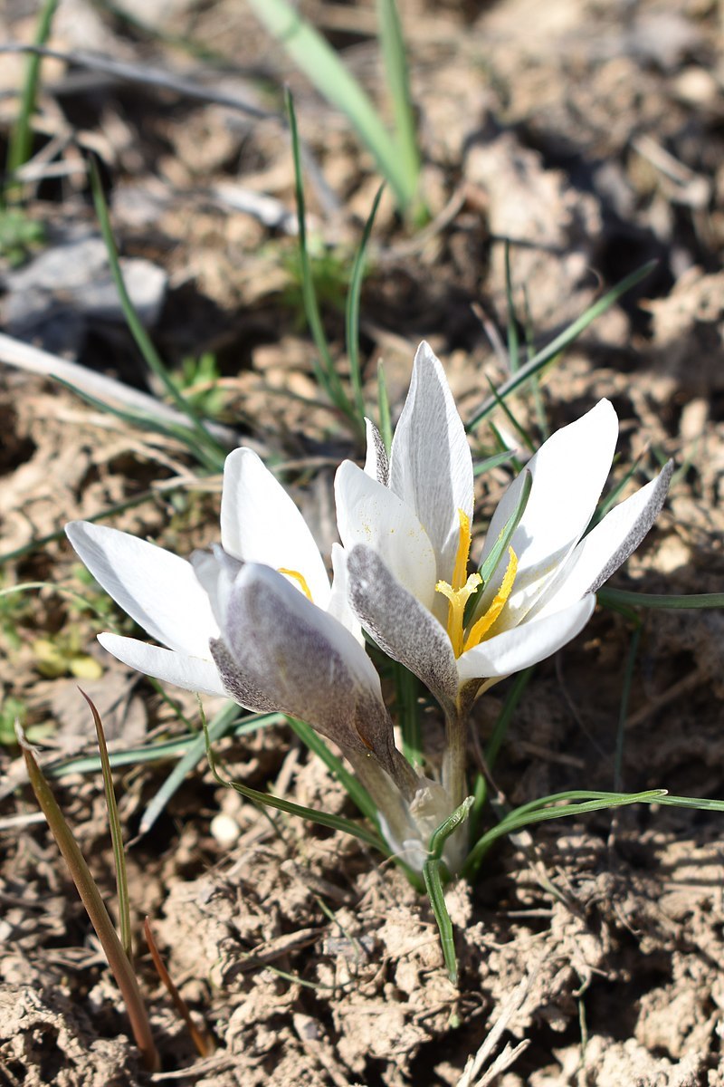 Крокус Алатауский