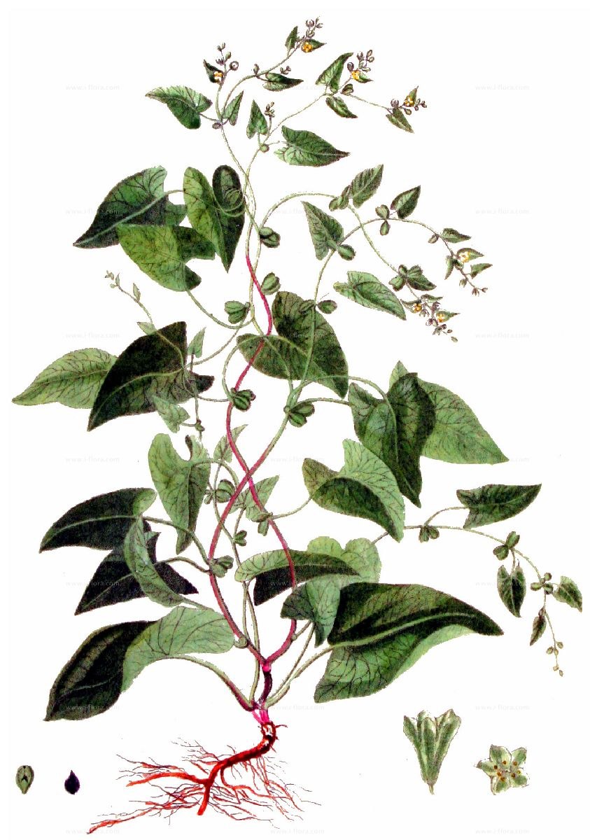 Вьюнок полевой цветок