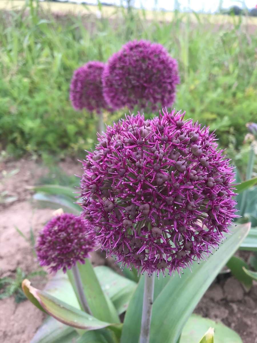 Лук шуберта