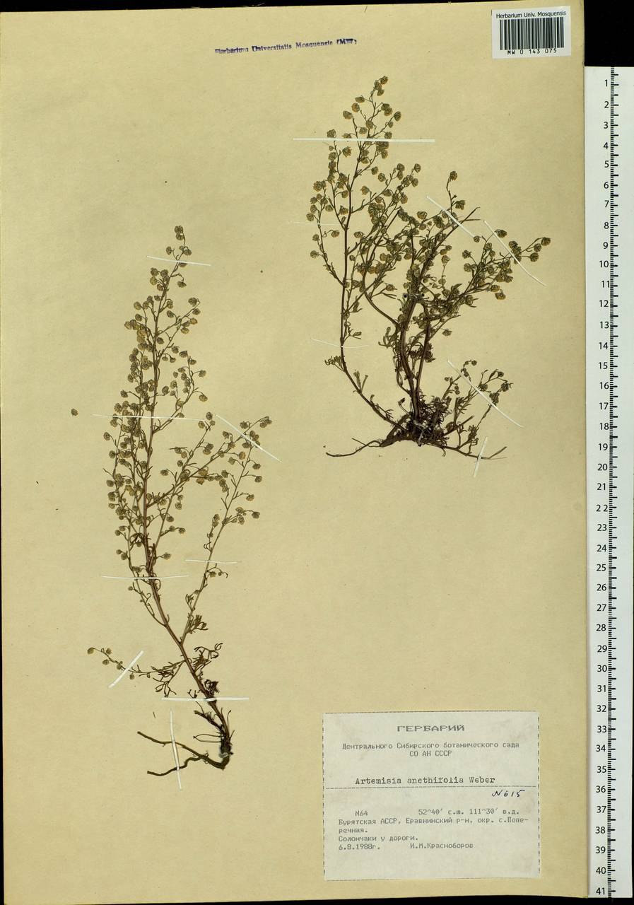Крапива + Полынь