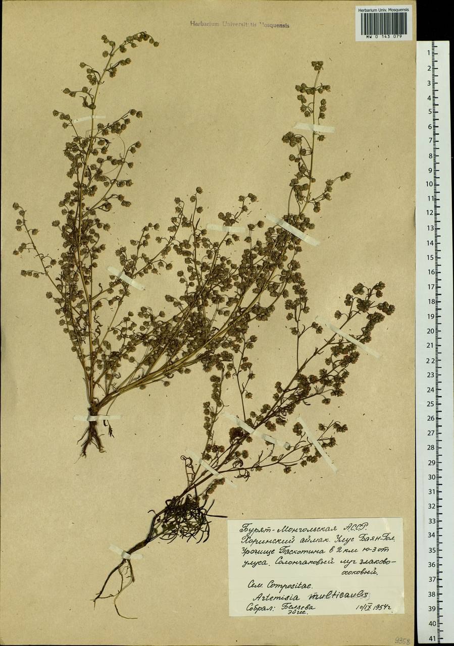 Ducrosia anethifolia